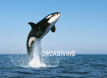 ORCA DIVING DALIŞ MERKEZİ